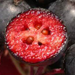 Aronia Berry