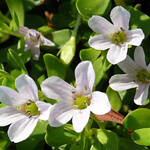 Bacopa