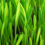 Barley Grass