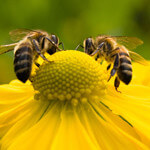 Bees