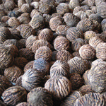 Black Walnuts