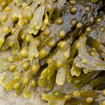 Bladderwrack