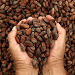 Cacao Beans