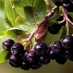 Chokeberries
