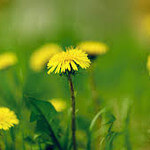 Dandelions