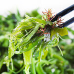 Fresh Seaweed