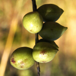 Kakadu Plums