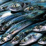 Mackerel