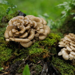 Maitake