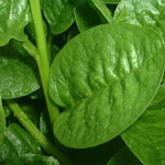 Malabar Spinach