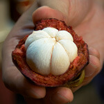 Mangosteen