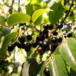 Maqui Berries