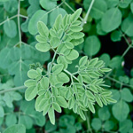 Moringa Oleifera