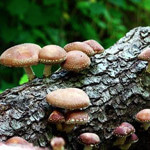 Mushrooms