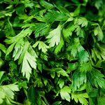 Parsley