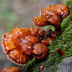 Reishi Mushrooms