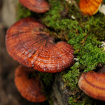 Reishi