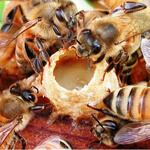 Royal Jelly