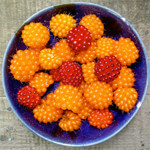 Salmonberries
