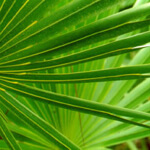 Saw Palmetto