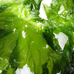 Sea Lettuce