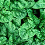 Spinach