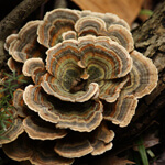 Turkey Tail