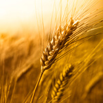 Wheat