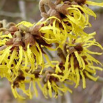 Witch Hazel